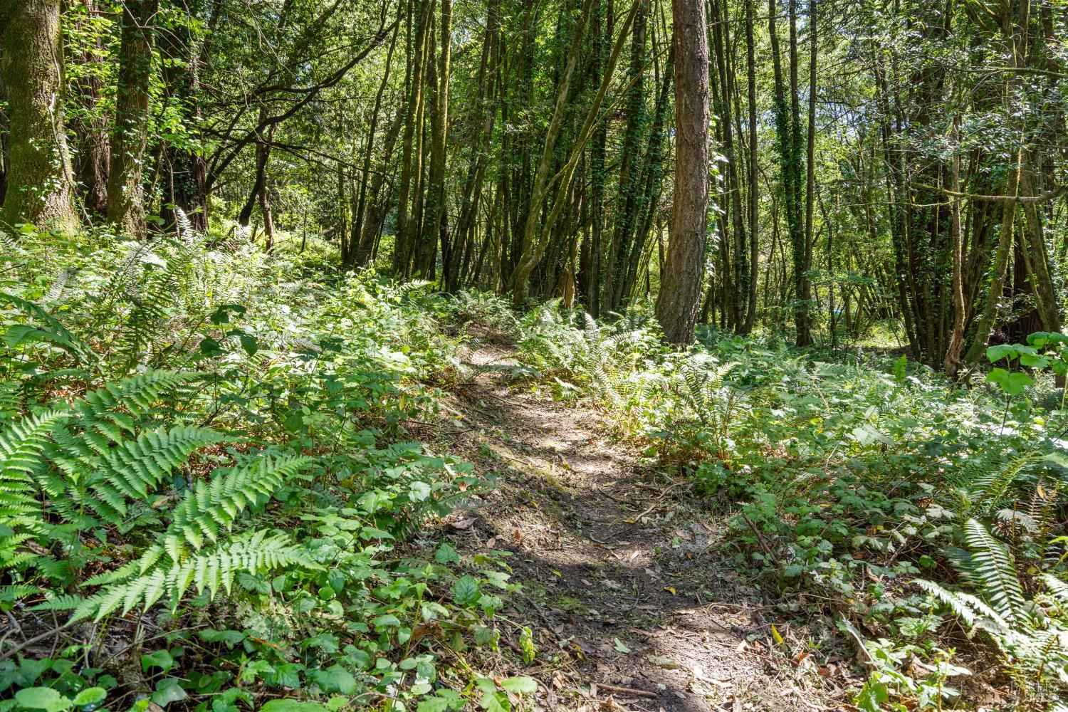 805 Wagnon Road Sebastopol, CA 95472 - Photo 53 of 56 a view of a garden