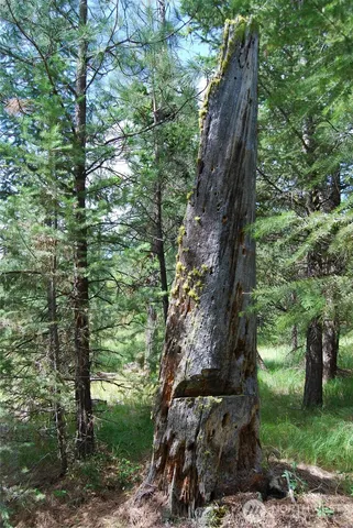 a view of a lush green forest