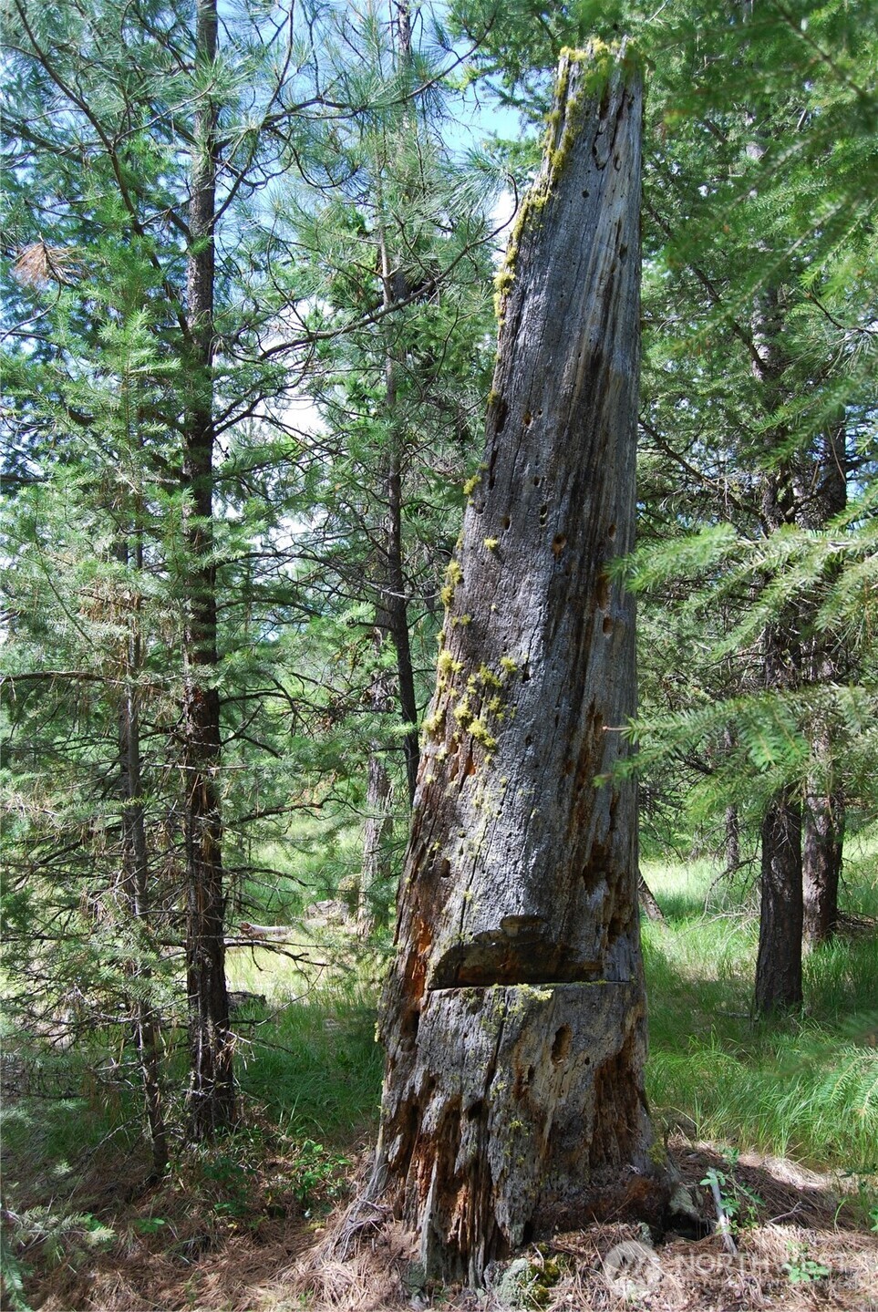 30-23 Wild Turkey Lane Riverside, WA 98849 - Photo 11 of 17 a backyard of a house with lots of green space
