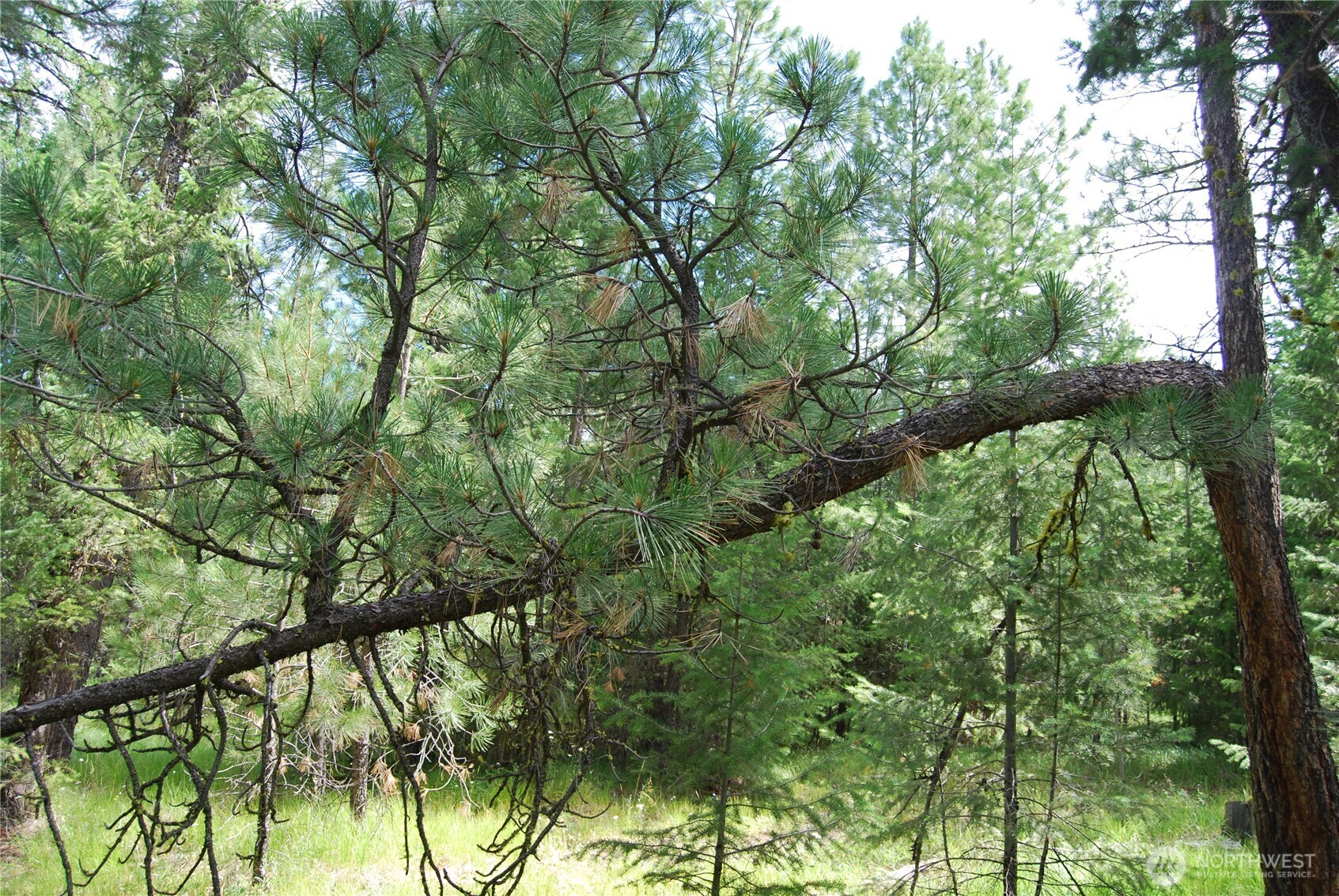 30-23 Wild Turkey Lane Riverside, WA 98849 - Photo 12 of 17