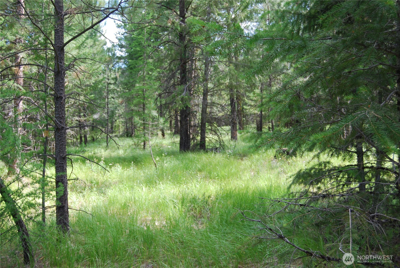 30-23 Wild Turkey Lane Riverside, WA 98849 - Photo 15 of 17 a view of a lush green forest