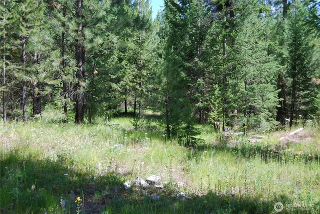 a view of a lush green forest with lots of trees