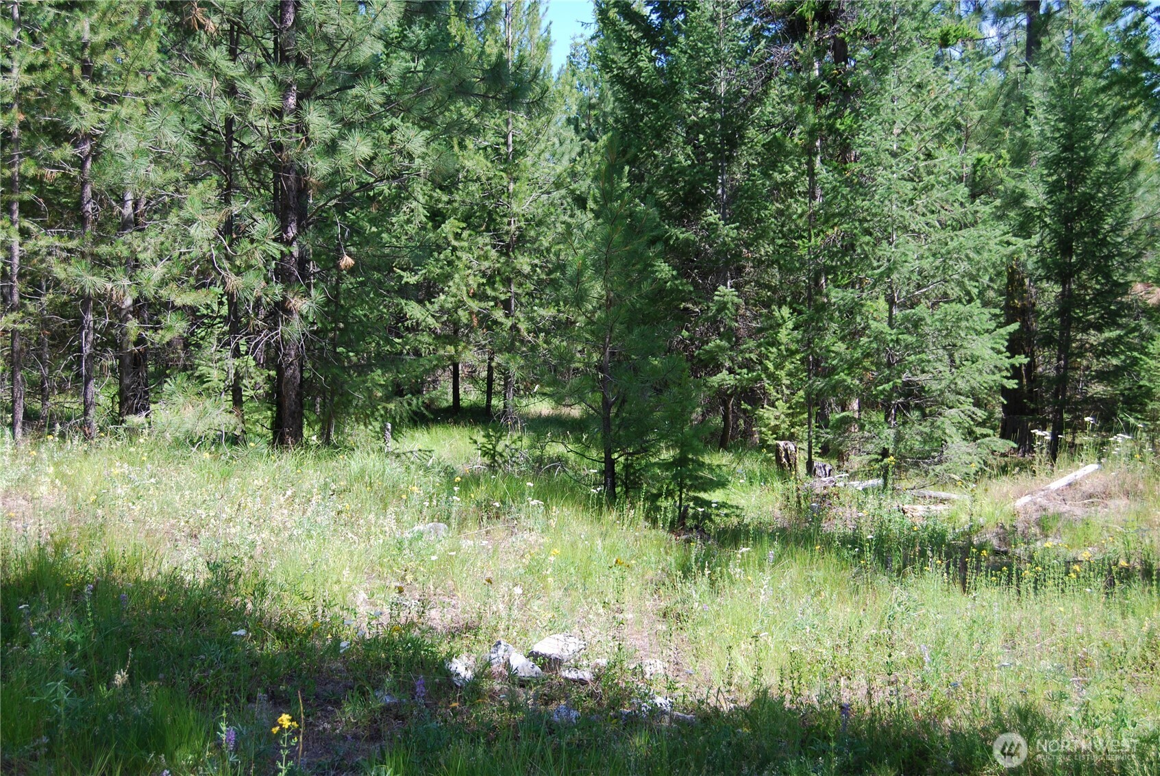 30-23 Wild Turkey Lane Riverside, WA 98849 - Photo 2 of 17 a view of a lush green forest with lots of trees