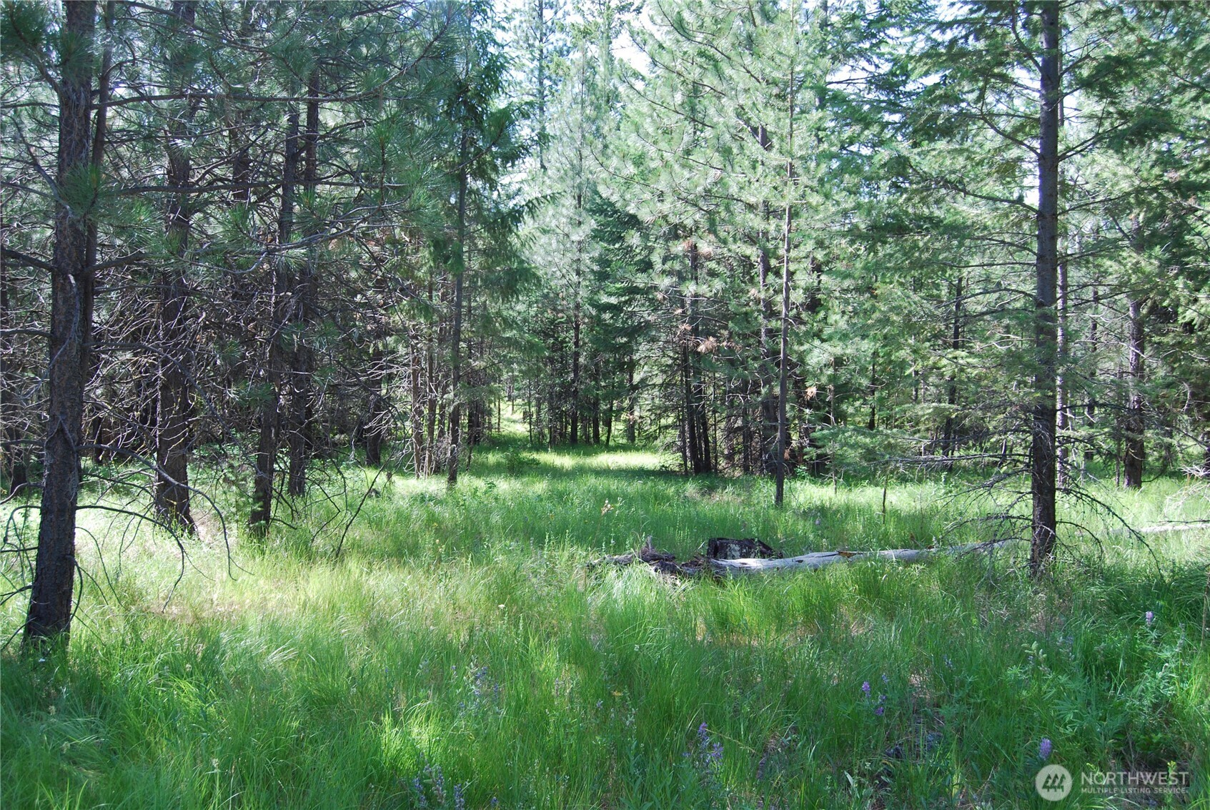 30-23 Wild Turkey Lane Riverside, WA 98849 - Photo 3 of 17 a view of a lush green forest