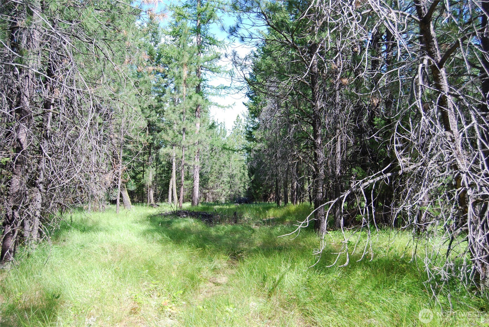 30-23 Wild Turkey Lane Riverside, WA 98849 - Photo 4 of 17 a big yard with lots of green space and trees