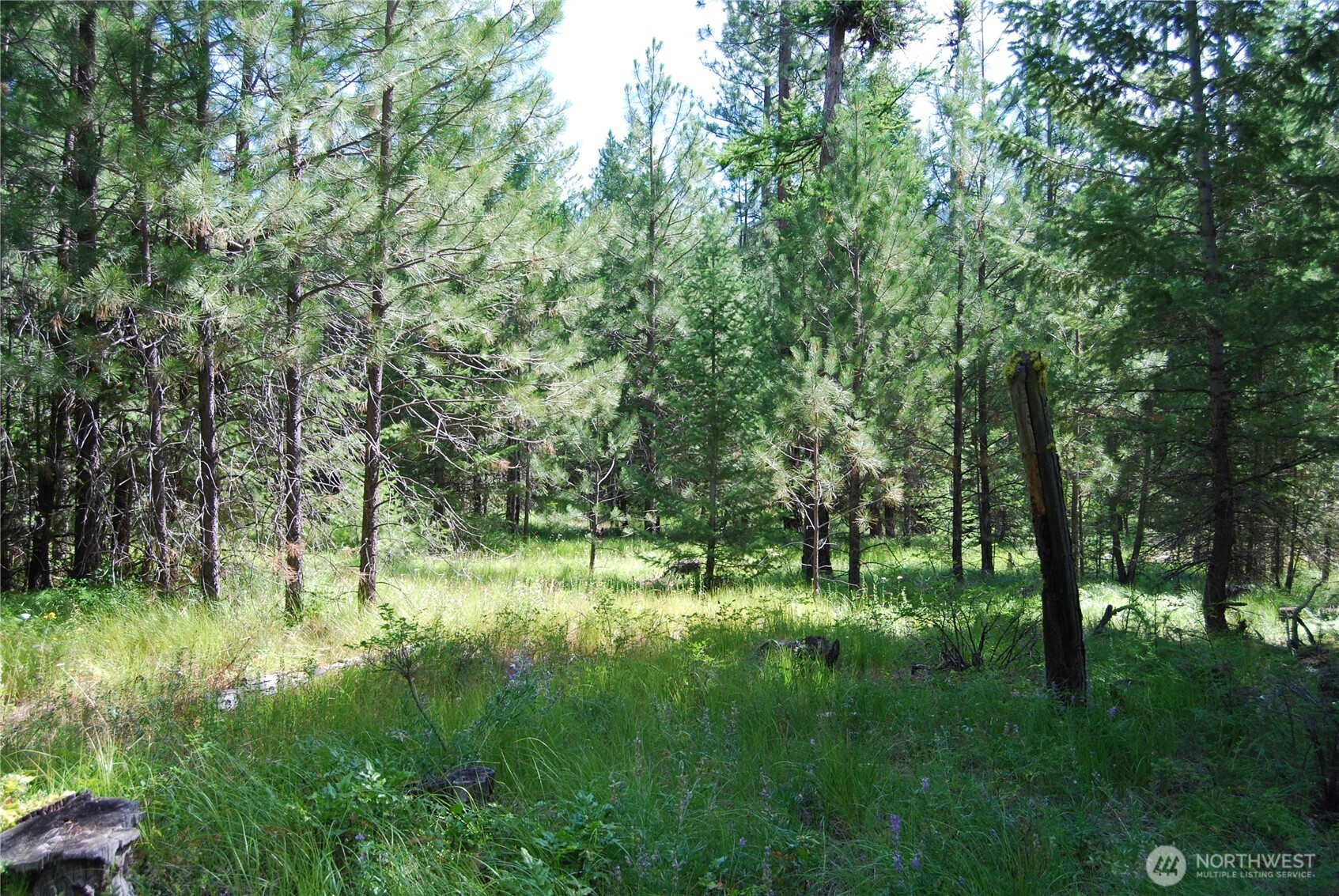 30-23 Wild Turkey Lane Riverside, WA 98849 - Photo 5 of 17 a big yard with lots of green space and deers