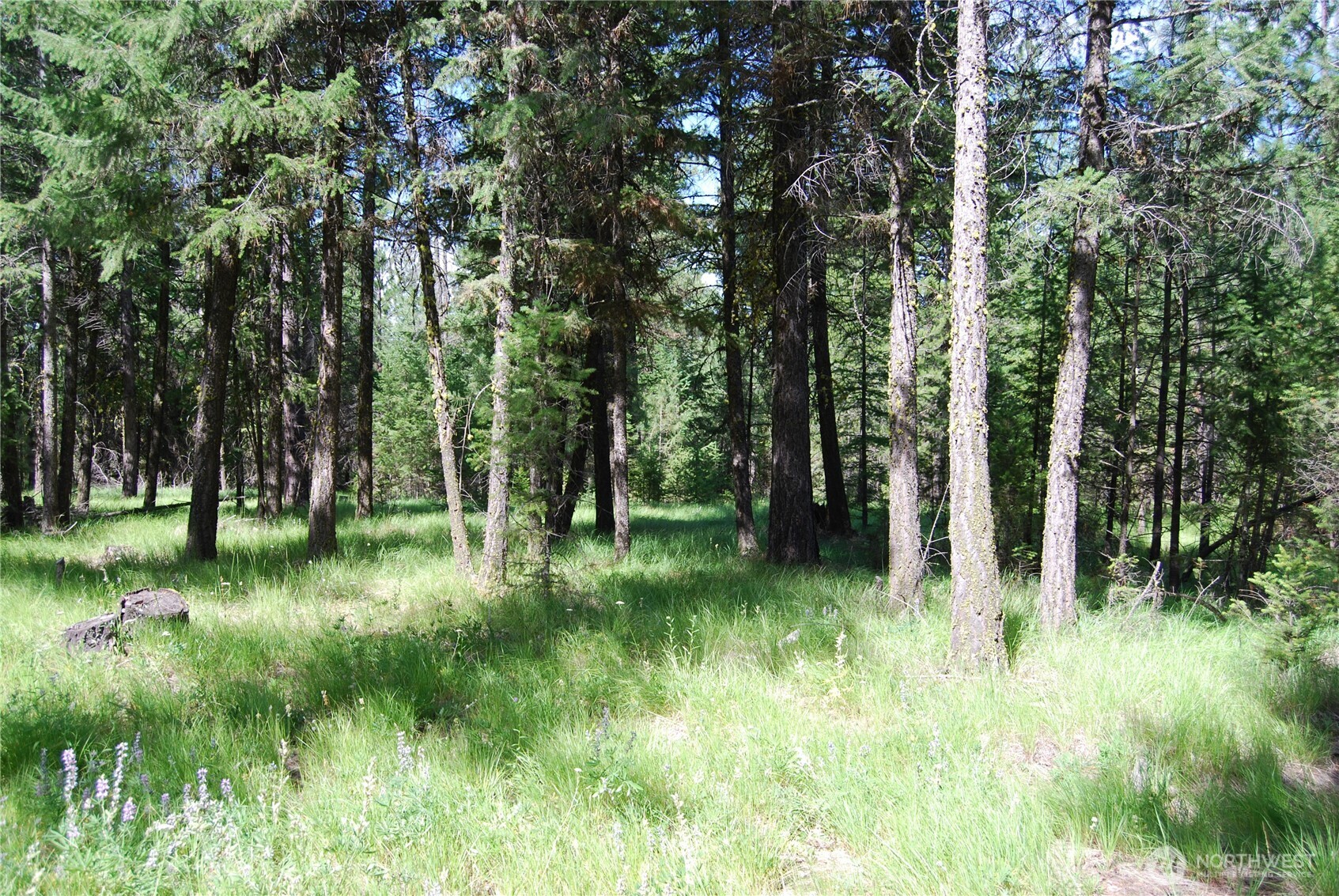 30-23 Wild Turkey Lane Riverside, WA 98849 - Photo 6 of 17 a view of backyard with green space