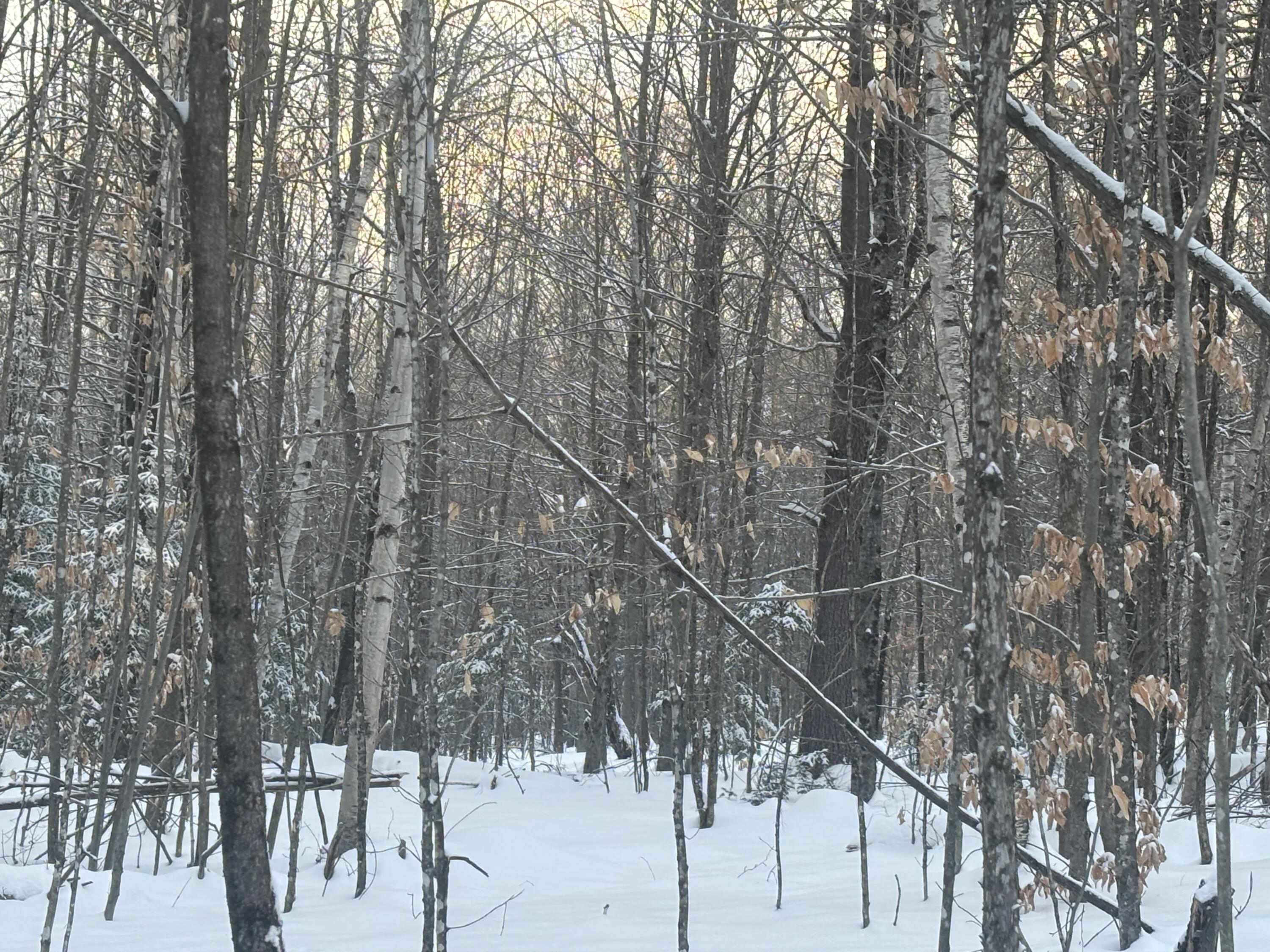 Lot 01-31 Spruce Pond Road New Portland, ME 04961 - Photo 24 of 35 IMG_5769