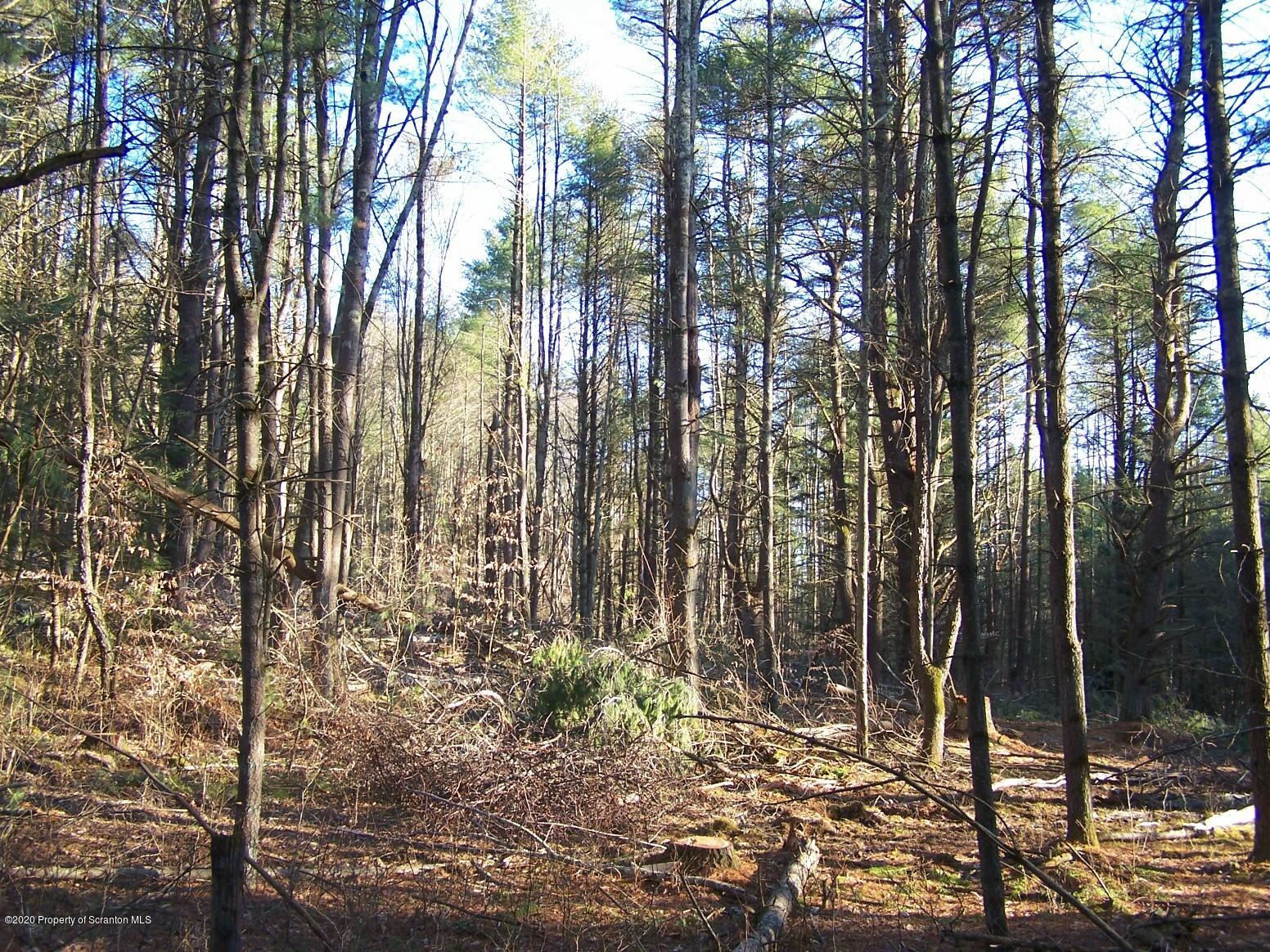 5090 West Nicholson Road Tunkhannock, PA 18657 - Photo 11 of 13 a view of forest
