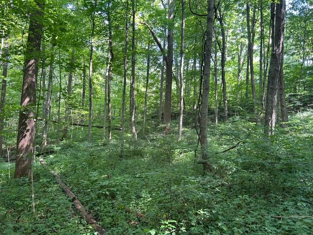 24229 Sanes Creek Road Laurel, IN 47024 - Photo 20 of 54