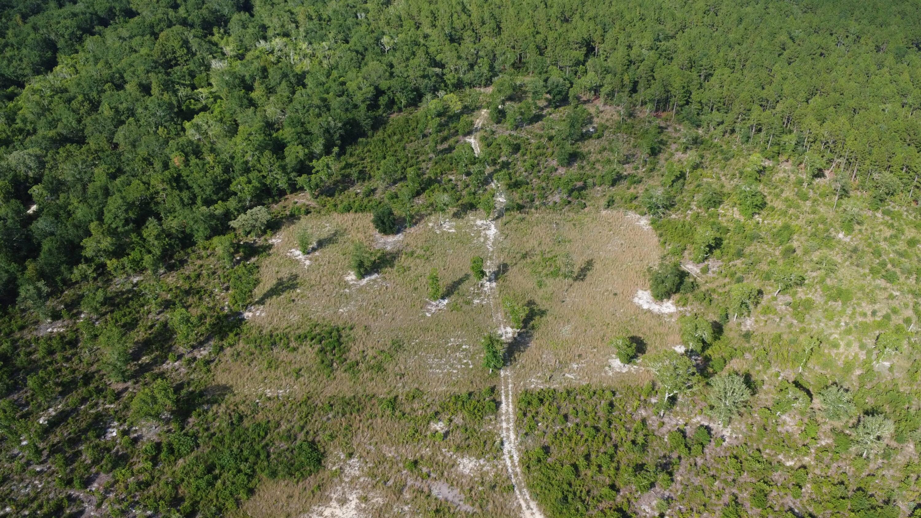 Tbd Seivern Road Wagener, SC 29164 - Photo 7 of 9 a view of a forest