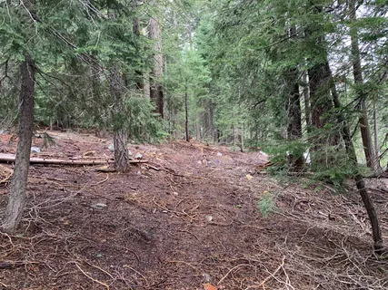 a view of a yard with lots of trees