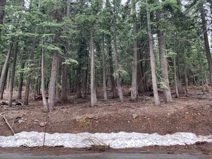 a view of a covered with trees