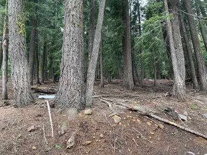 a view of a forest with trees
