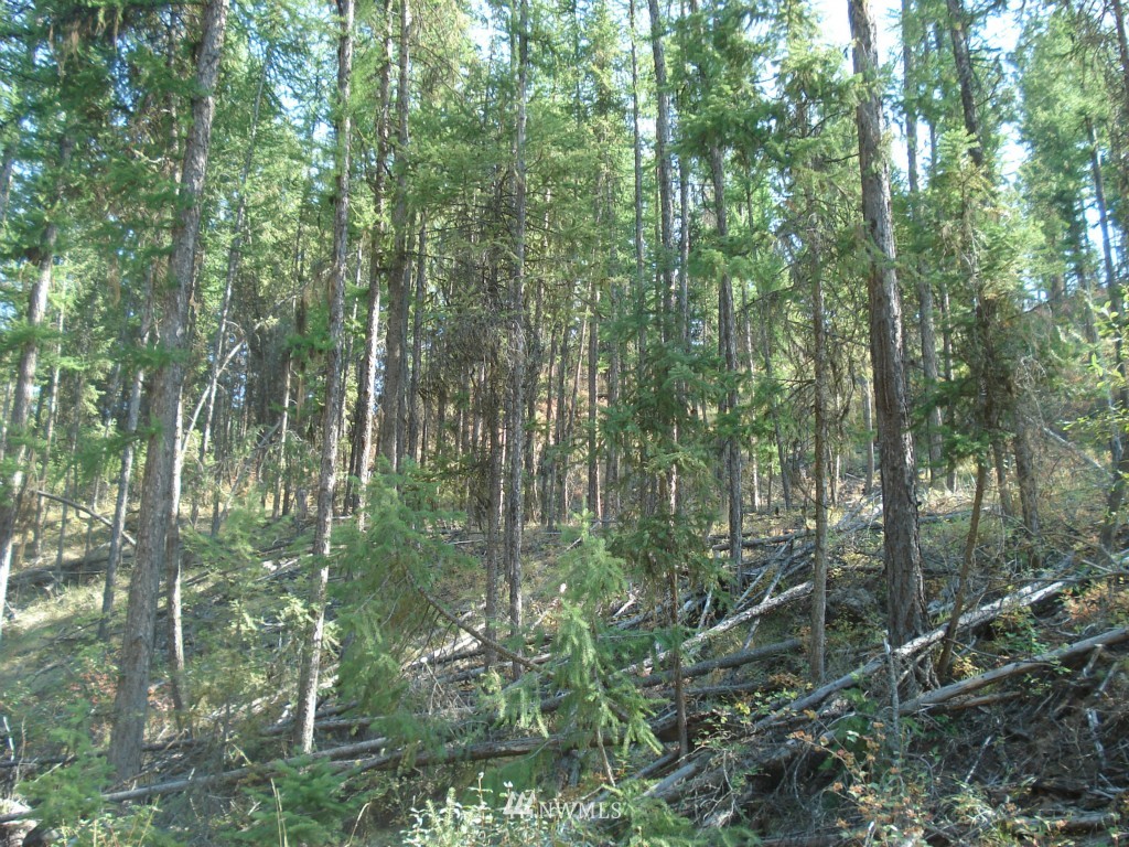 9999 Toroda Creek Road Curlew, WA 99118 - Photo 5 of 10 Gallery Image 5