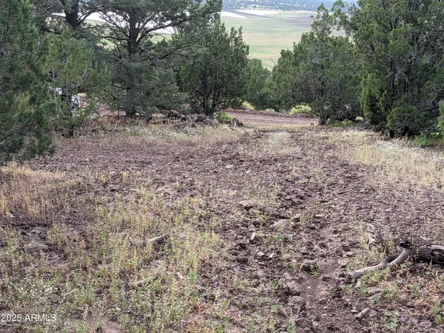 a big yard with lots of green space and tiles