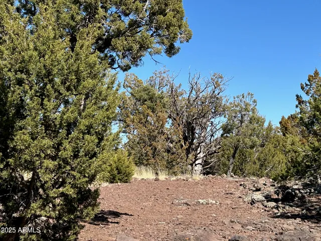 a view of a tree in a yard