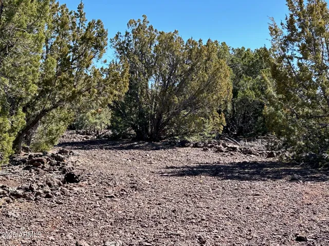 a view of a yard with trees