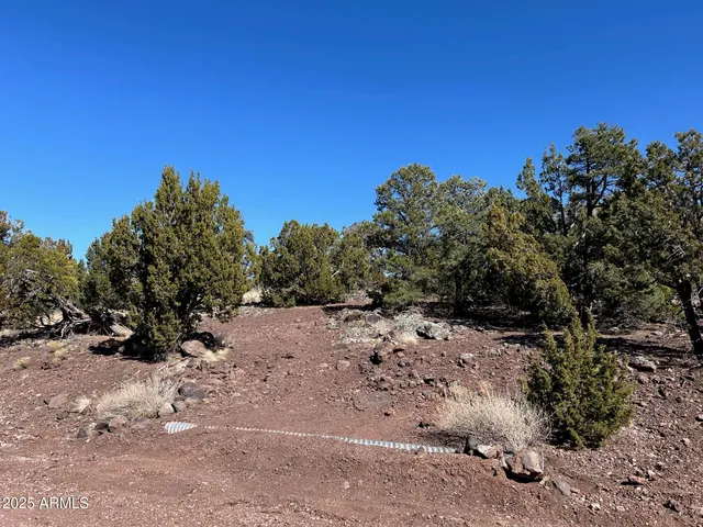 a view of a dry yard with trees