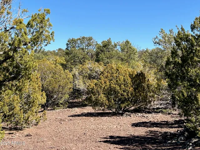 a view of a dry yard with trees