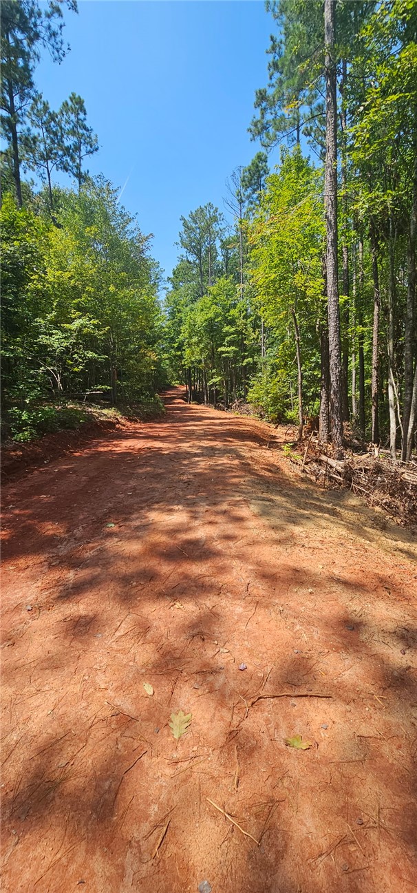 1702 Goings Road Chester, SC 29706 - Photo 16 of 24 A cleared red clay path winds through a dense canopy of mature pine trees.