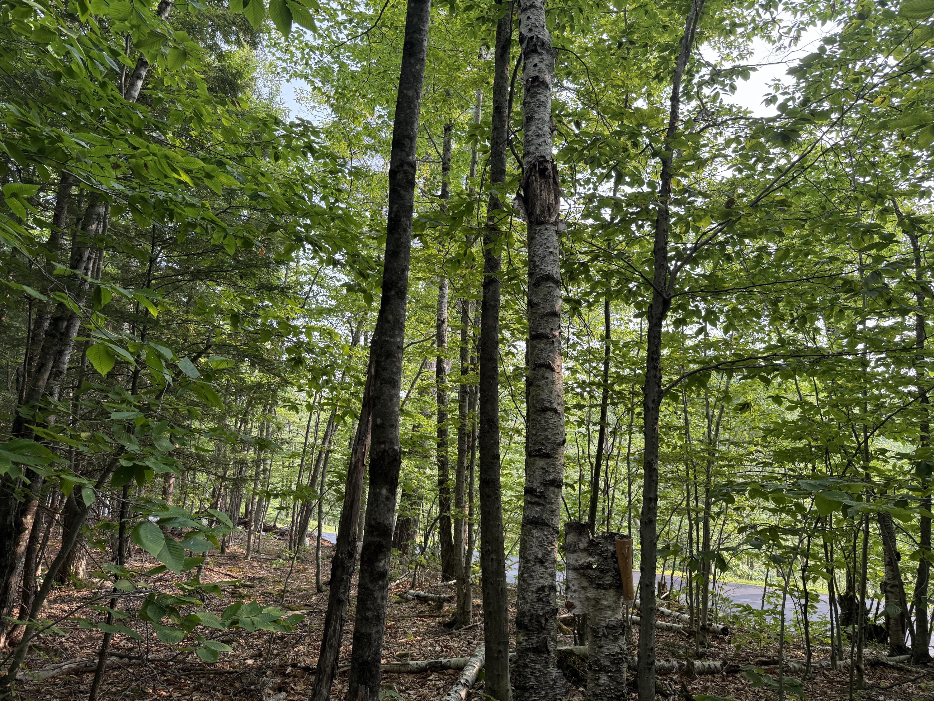 Lot 15-3b Sweden Road Bridgton, ME 04009 - Photo 6 of 10 Photo 3