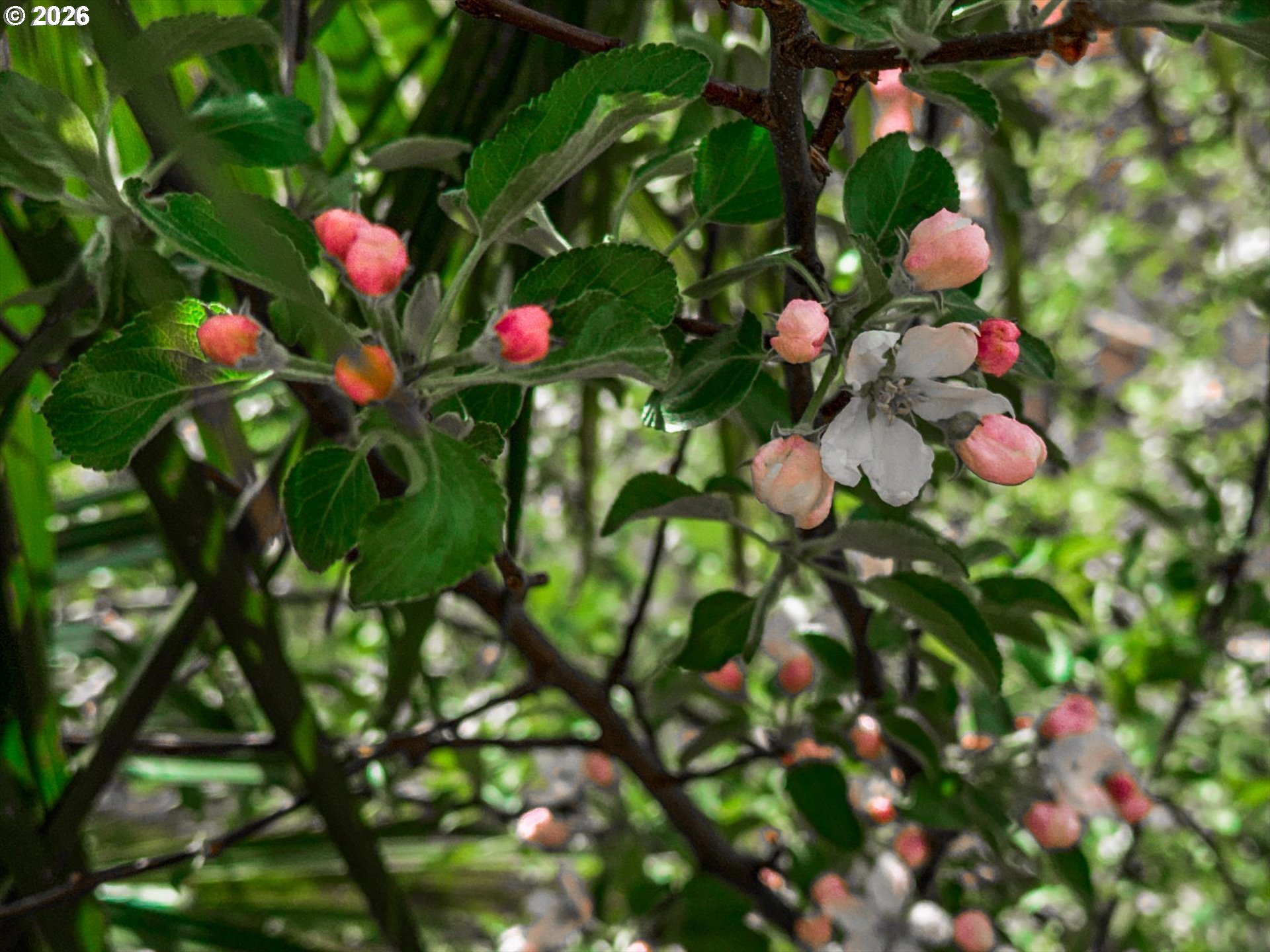17200 Littlepage Avenue Sandy, OR 97055 - Photo 45 of 47 a flower