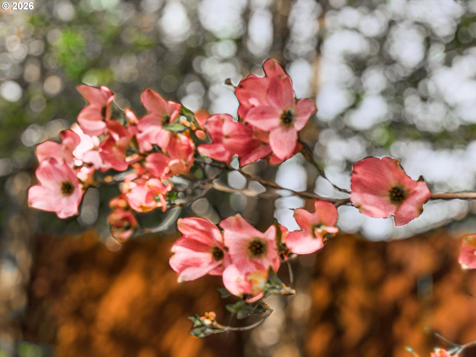 17200 Littlepage Avenue Sandy, OR 97055 - Photo 47 of 47 a view of the flowers