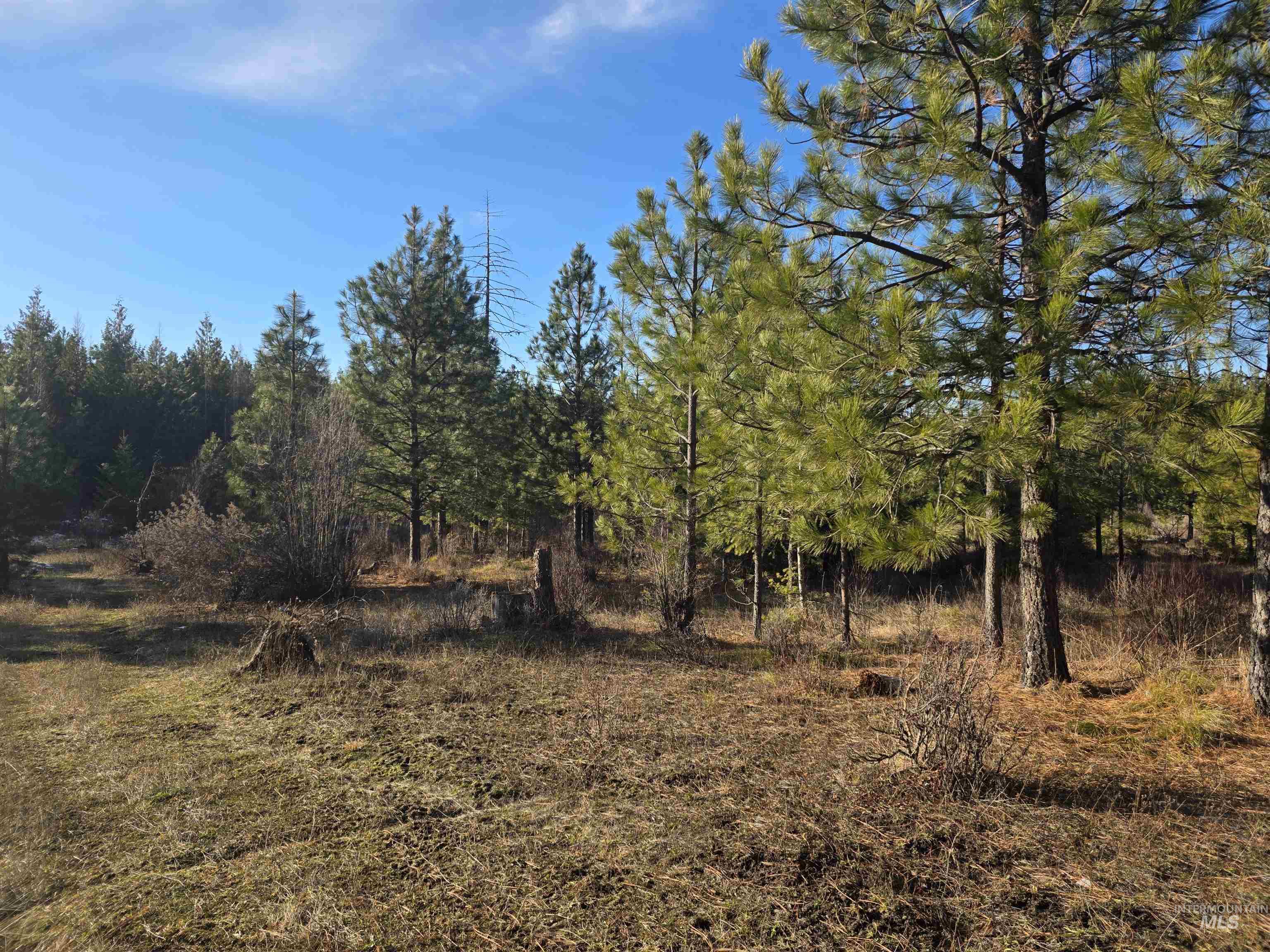 407 Memory Lane Orofino, ID 83544 - Photo 15 of 18 View of local wilderness