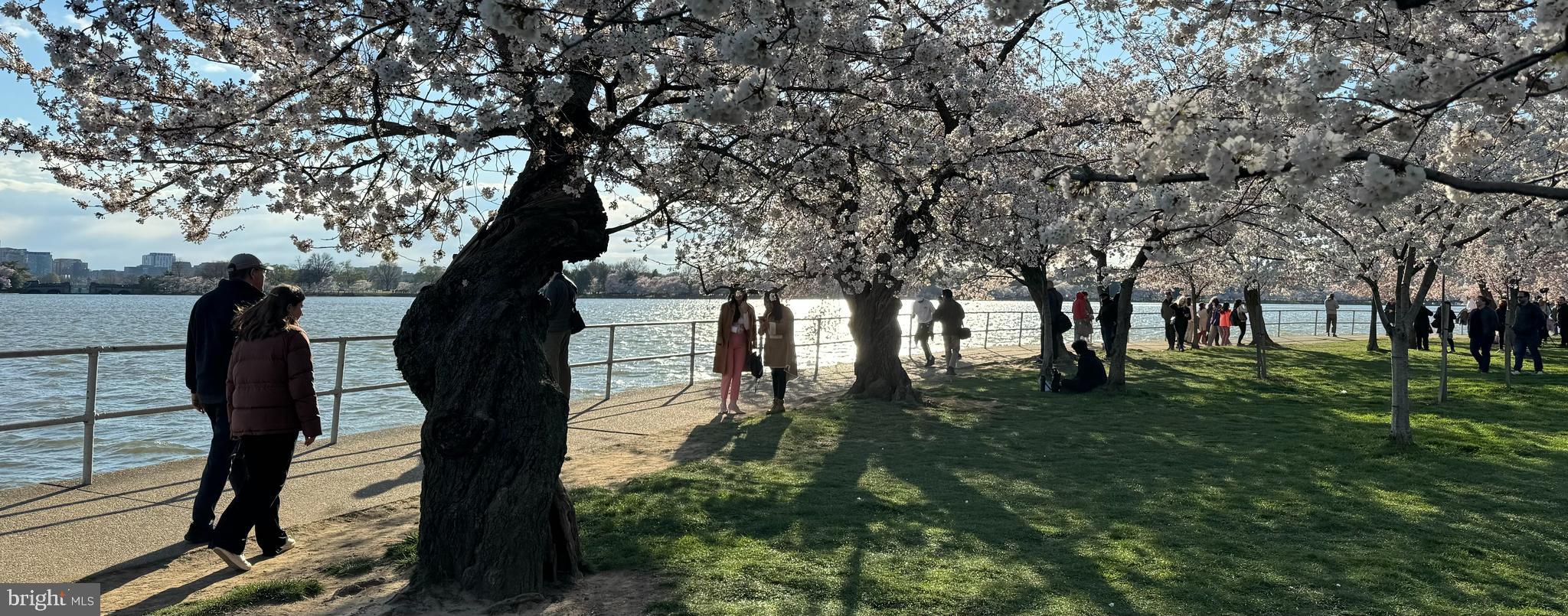 1311 Delaware Avenue Southwest, Unit S336 Washington, DC 20024 - Photo 17 of 24 SW DC Tidal basin and cherry blossoms