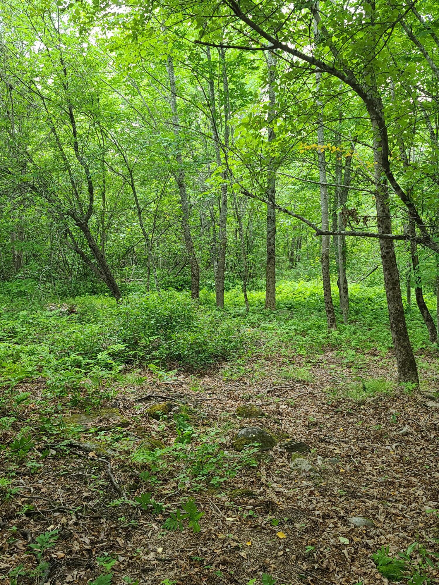 565 Cooper Road Alexander, ME 04694 - Photo 20 of 56 2021-07-08 14.25.57