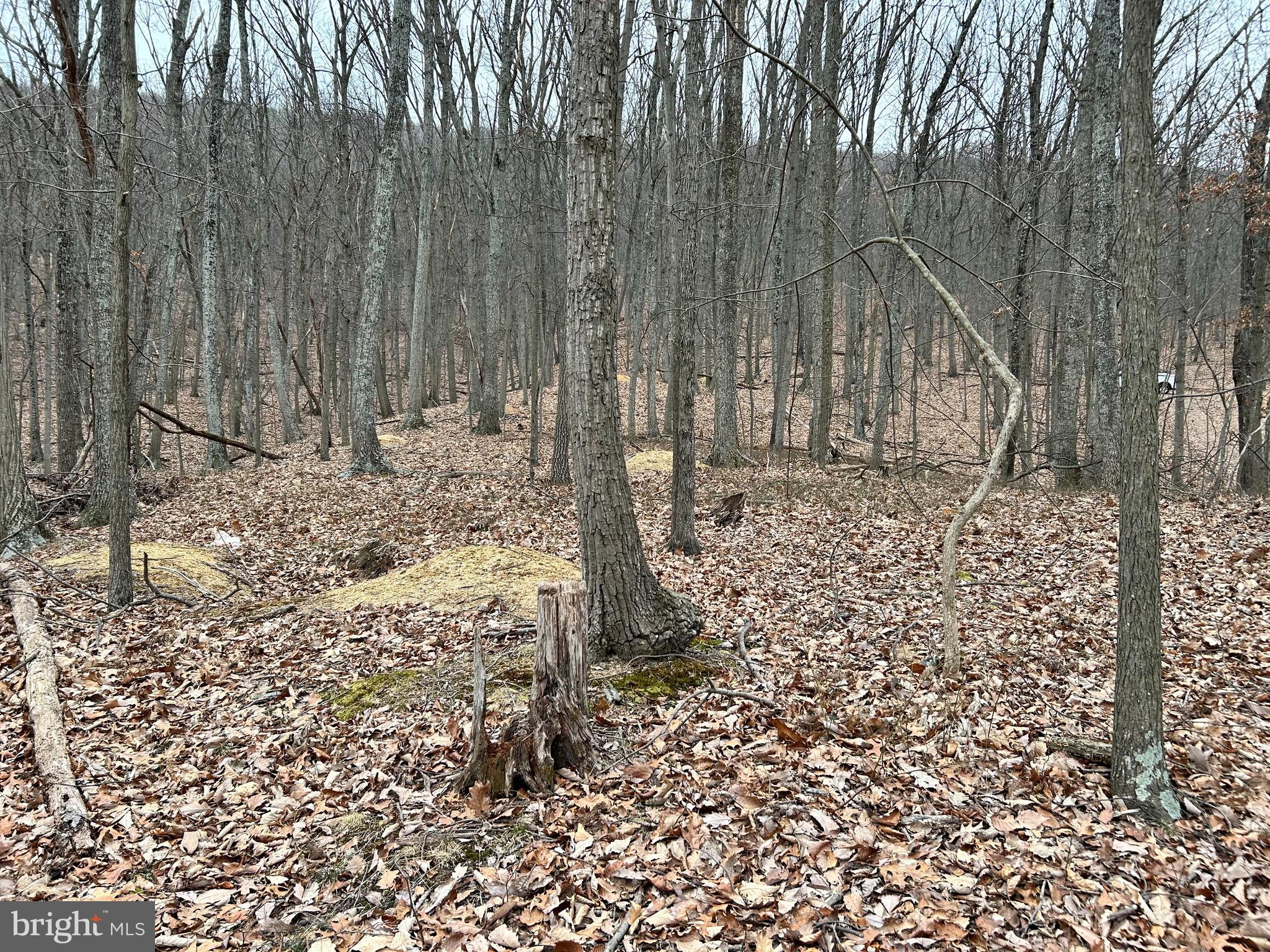 Lot 23 Heavens Tree Trl