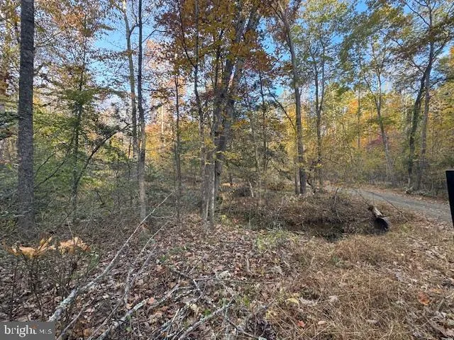a view of a forest with trees