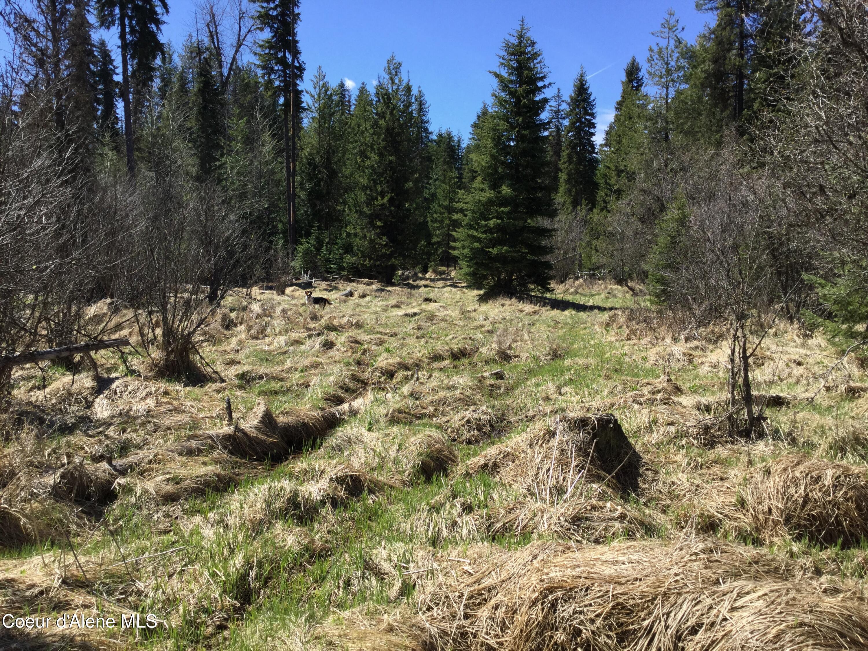 Tyson Creek Road Fernwood, ID 83830 - Photo 8 of 14 IMG_1145