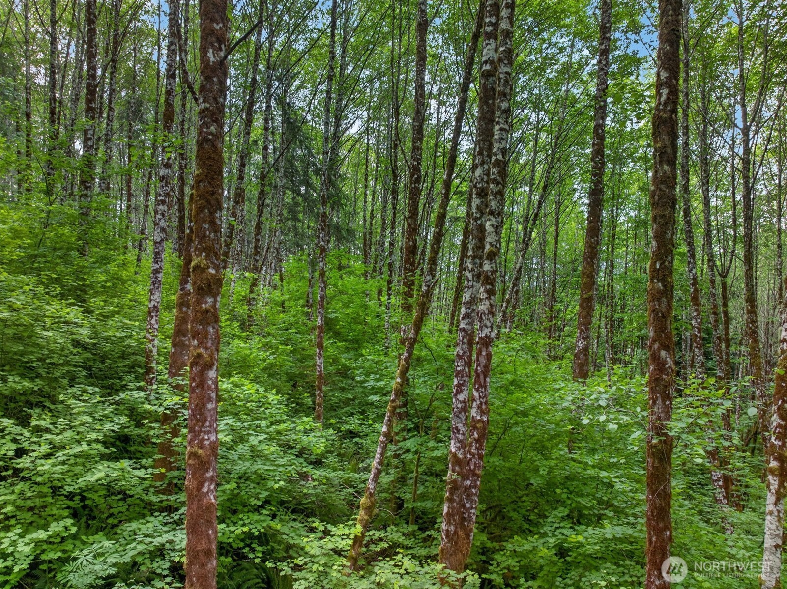 943 Fall Creek Road Longview, WA 98632 - Photo 38 of 40 a view of lush green forest