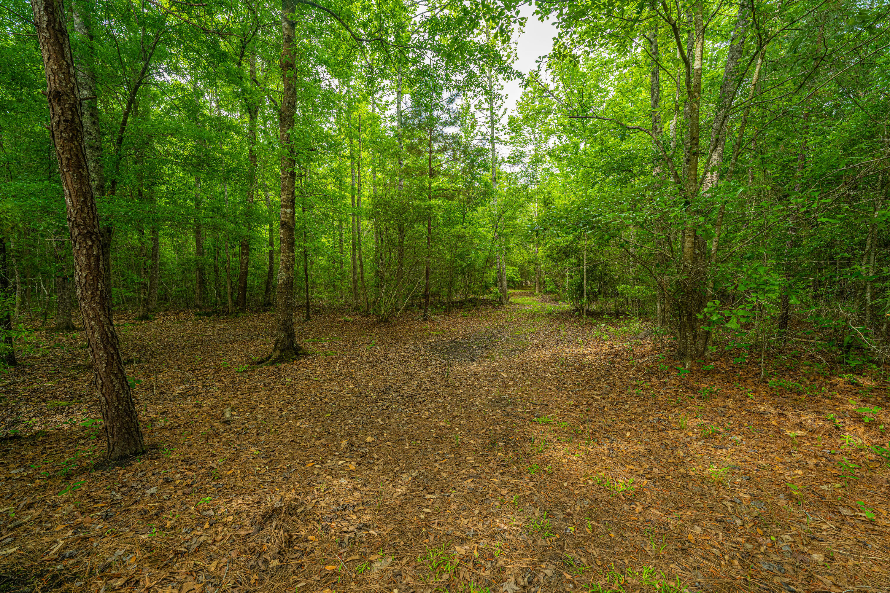 1347 Mandella Road Bonneau, SC 29431 - Photo 20 of 57 1347MandellaRd059