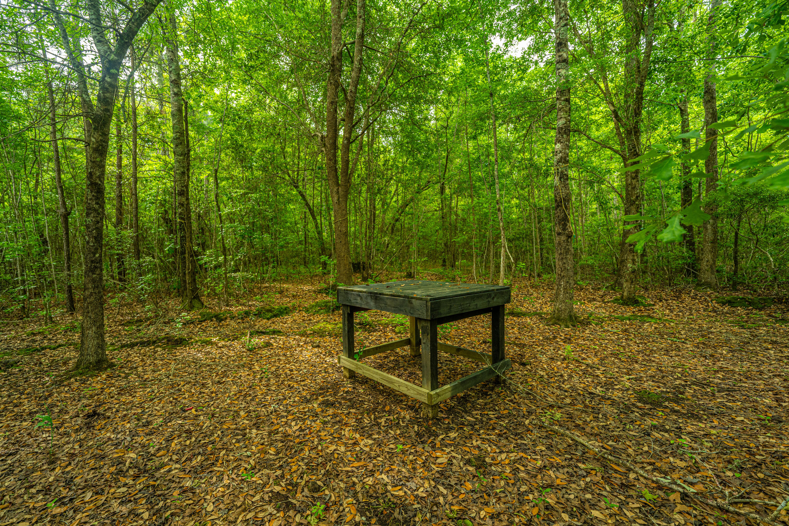 1347 Mandella Road Bonneau, SC 29431 - Photo 21 of 57 1347MandellaRd060
