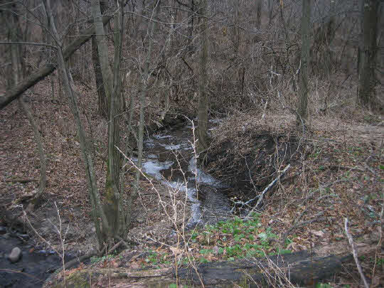 9000 East Felts Road Davis, IL 61019 - Photo 6 of 6 a view of a forest with a tree