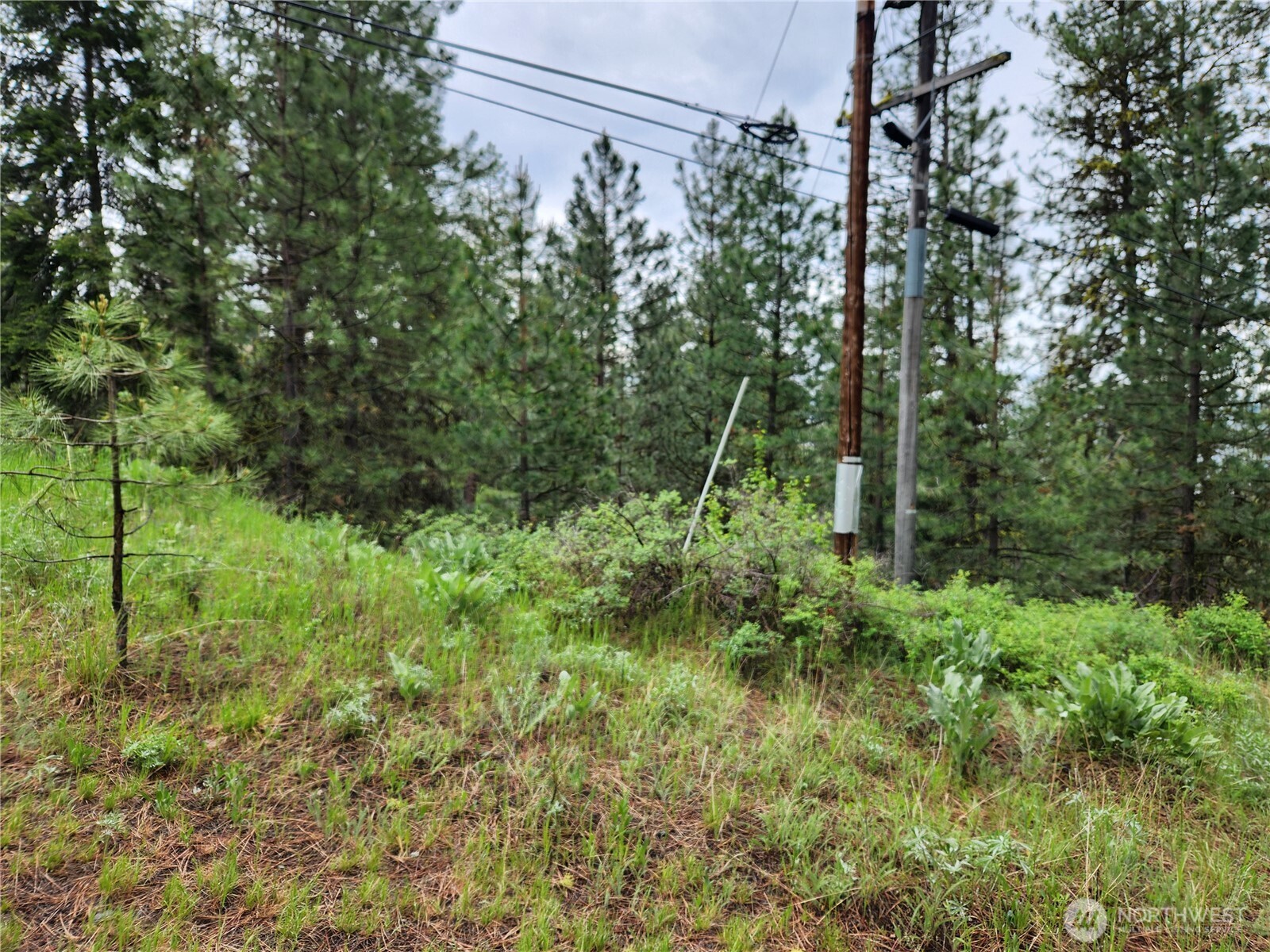 74-75 Gold Mt Road Republic, WA 99166 - Photo 5 of 25 a view of a lush green forest