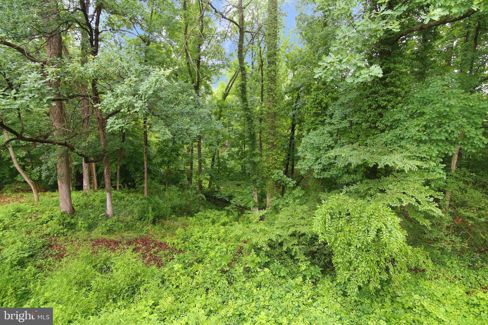 5535 Belfast Place Springfield, VA 22151 - Photo 41 of 41 View from Deck (overlooks stream)