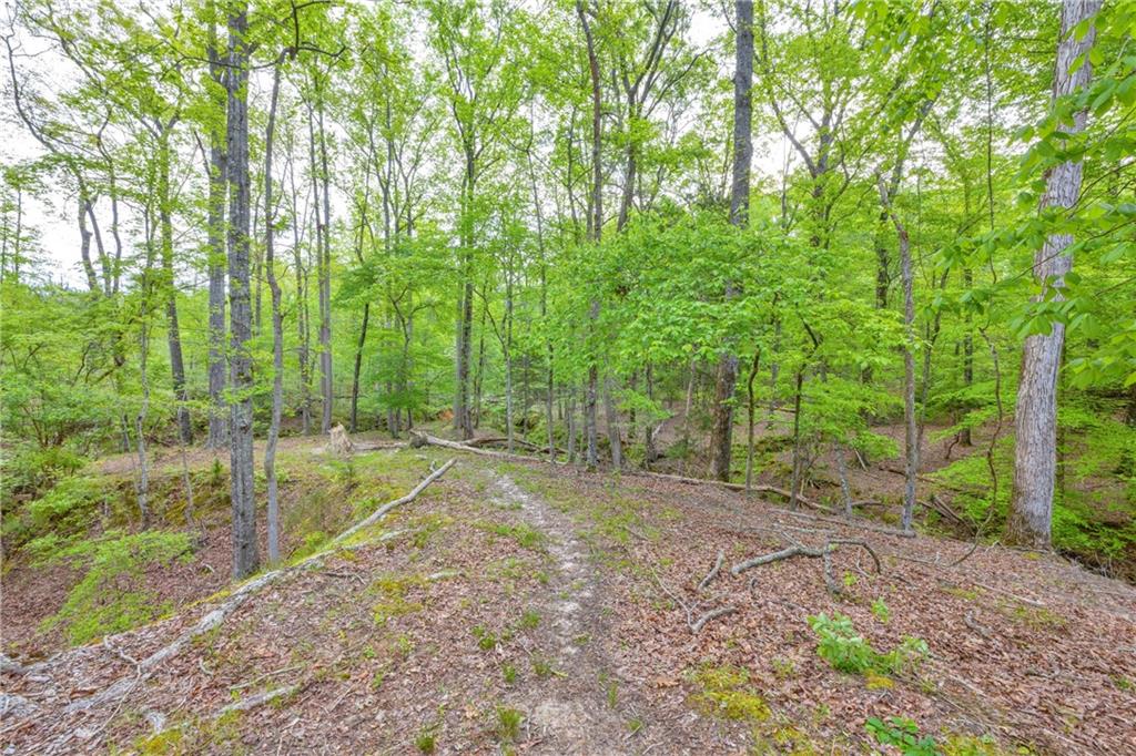 2450 Chestnut Grove Road Shiloh, GA 31826 - Photo 14 of 46 a view of backyard with green space