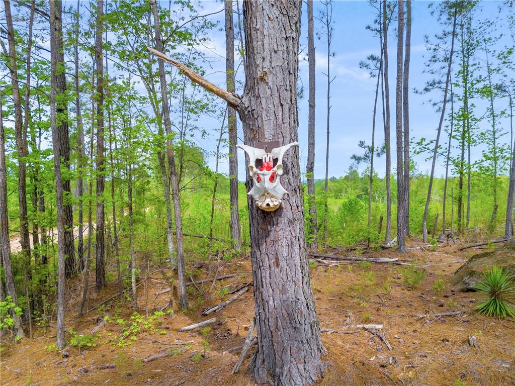 2450 Chestnut Grove Road Shiloh, GA 31826 - Photo 20 of 46