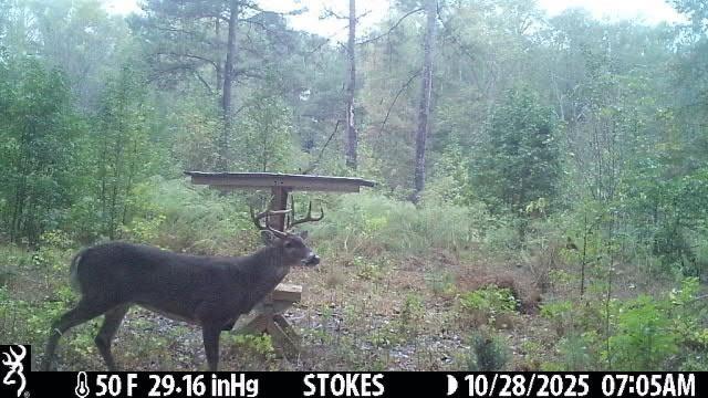 2450 Chestnut Grove Road Shiloh, GA 31826 - Photo 41 of 46 a view of outdoor space and garden