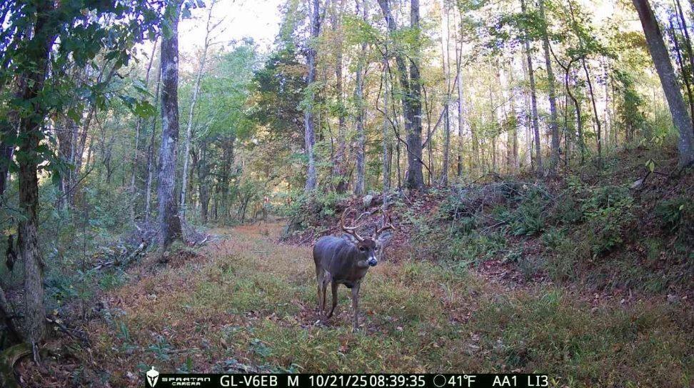 2450 Chestnut Grove Road Shiloh, GA 31826 - Photo 42 of 46 a view of a yard with plants and trees