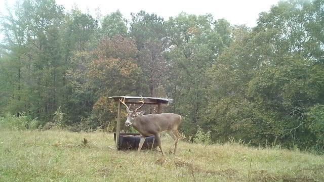 2450 Chestnut Grove Road Shiloh, GA 31826 - Photo 45 of 46 a backyard of a house with table and chairs