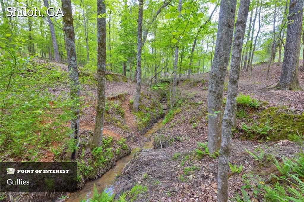 2450 Chestnut Grove Road Shiloh, GA 31826 - Photo 5 of 46 a view of a garden with trees