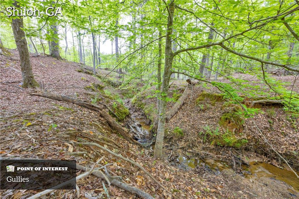 2450 Chestnut Grove Road Shiloh, GA 31826 - Photo 6 of 46 a view of backyard with green space