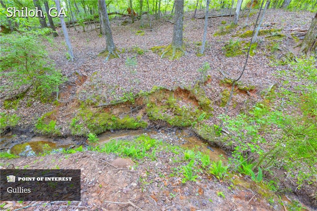 2450 Chestnut Grove Road Shiloh, GA 31826 - Photo 7 of 46 a view of a garden with a bench