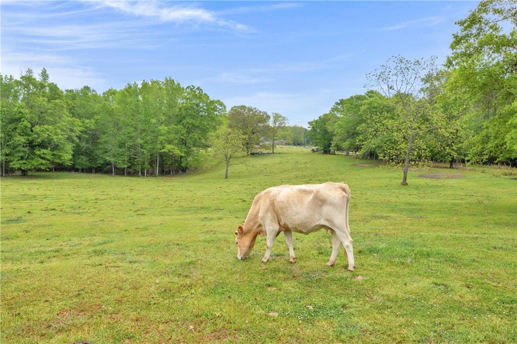 2450 Chestnut Grove Road Shiloh, GA 31826 - Photo 9 of 46 a backyard of a house with table and chairs