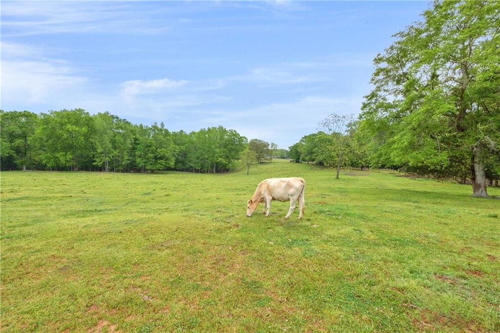 2450 Chestnut Grove Road Shiloh, GA 31826 - Photo 10 of 46 a view of a grassy area with an trees